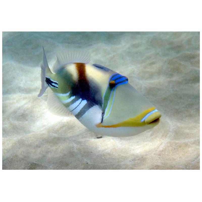 Laguna Triggerfish (Rhinecanthus aculeatus) - imagine 5